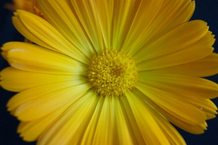 Foto Plantar flor pétala amarelo