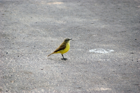 Foto Alam burung sayap jalan