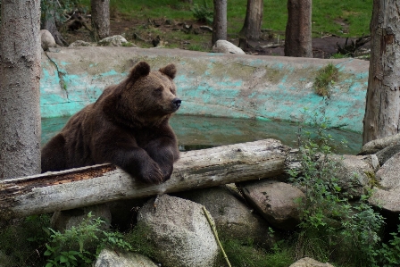 Photo Animal des loisirs ours faune