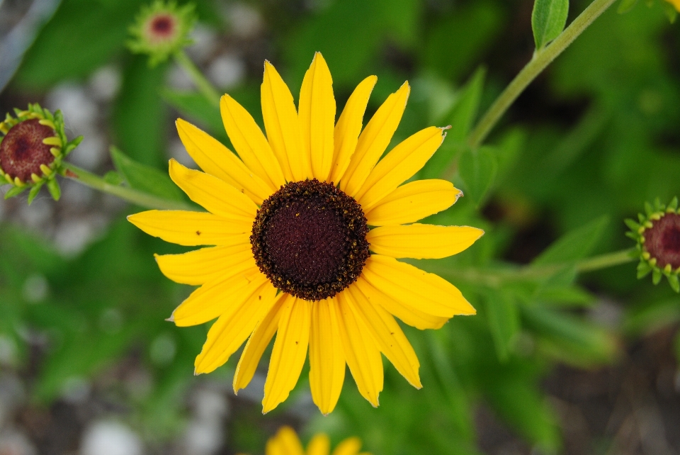 Nature plant field meadow