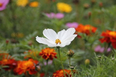 Foto Alam tanaman bidang padang rumput
