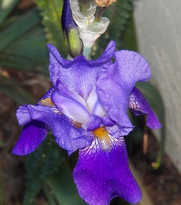 Blossom plant stem leaf Photo