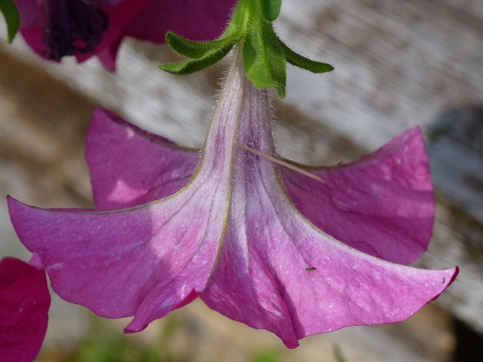 Nature fleurir usine feuille