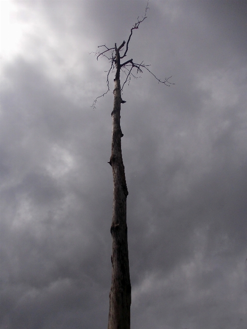 Tree nature branch cloud