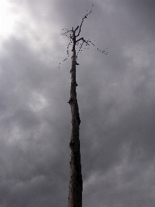 Baum natur zweig wolke Foto