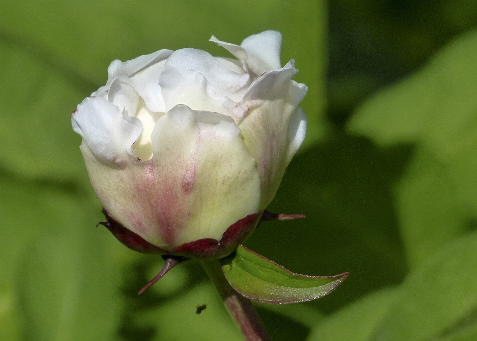 Nature blossom plant white