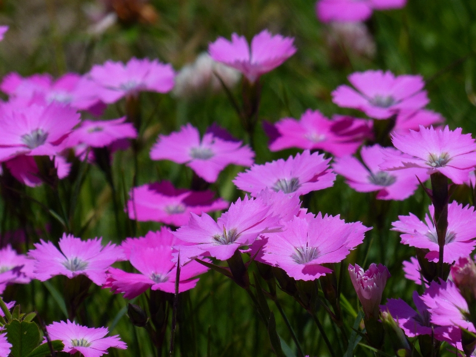 Grass blossom plant meadow