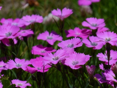 Grass blossom plant meadow Photo