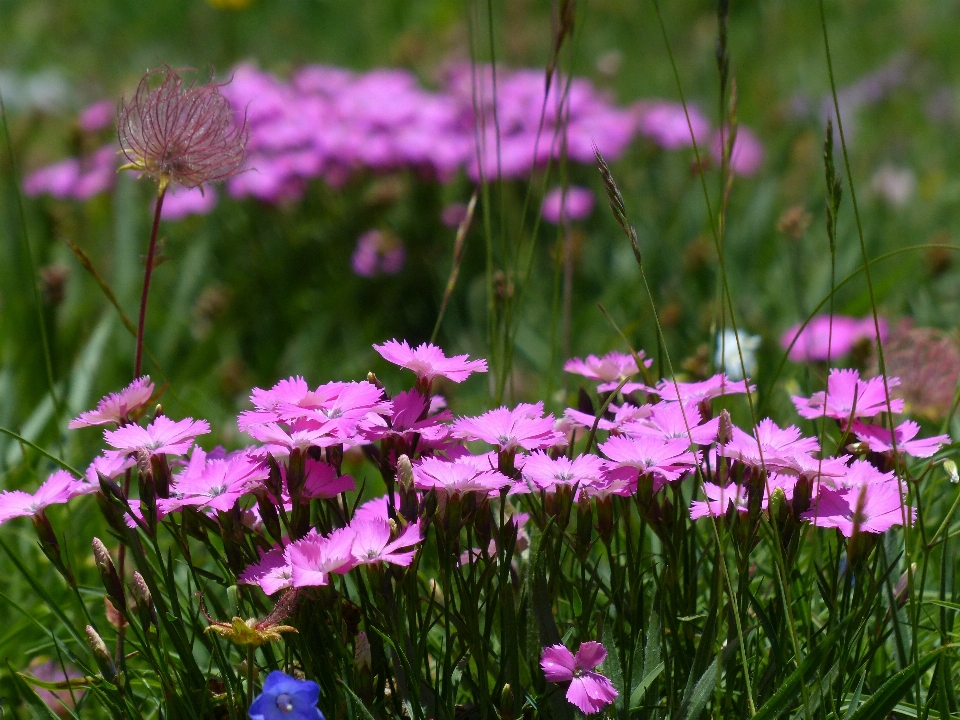 Nature herbe fleurir usine