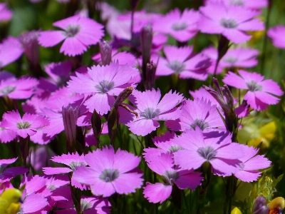 Blossom plant meadow flower Photo