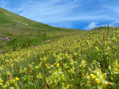 Foto Alam rumput tanaman langit