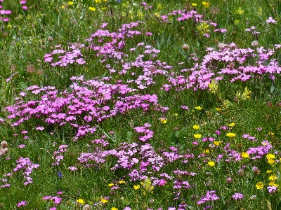 Foto Césped florecer planta campo