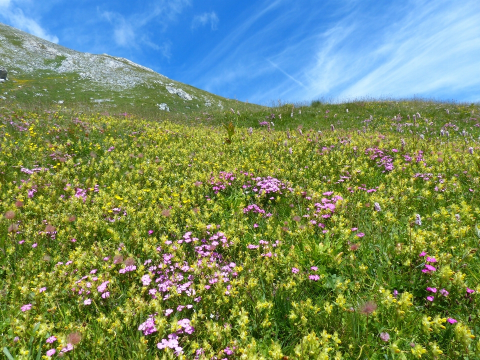 Natura erba fiore montagna