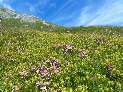 Foto Alam rumput mekar gunung