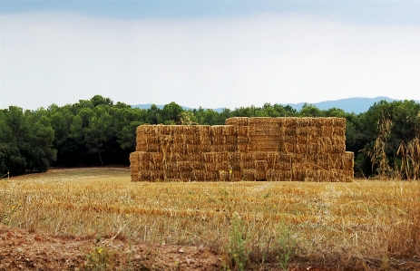 Landscape nature sky hay Photo