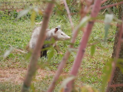 Nature wilderness branch animal Photo