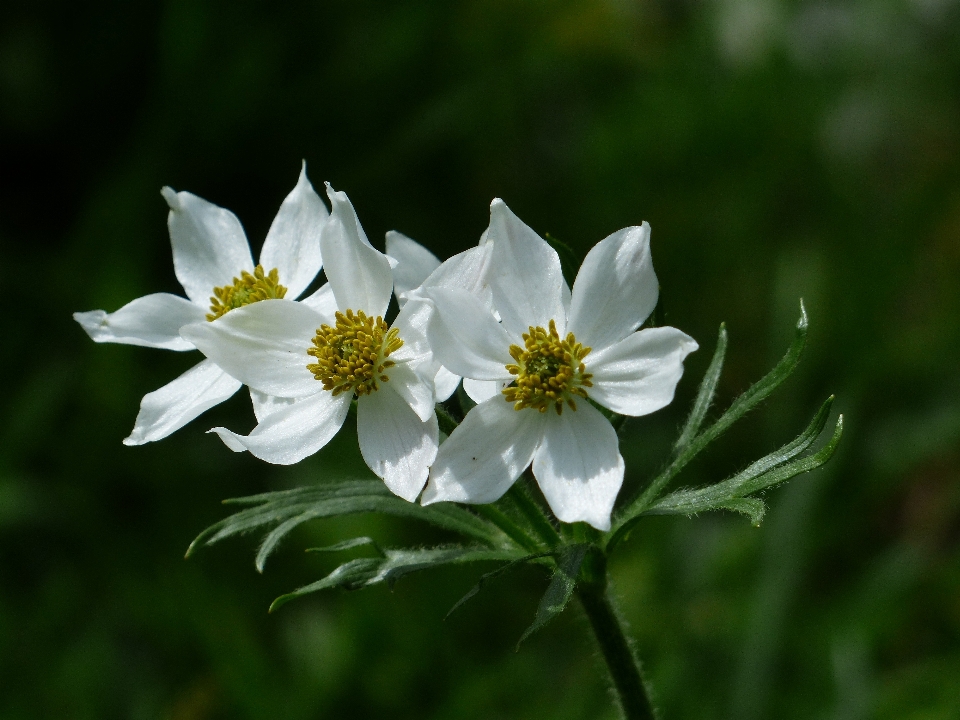 Naturaleza florecer planta blanco