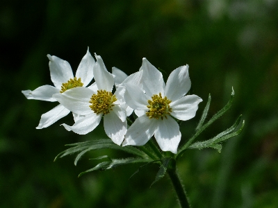 Nature blossom plant white Photo