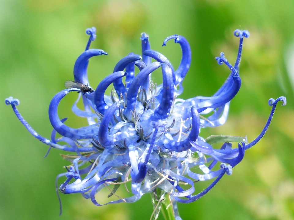 ブランチ 花 植物 咲く