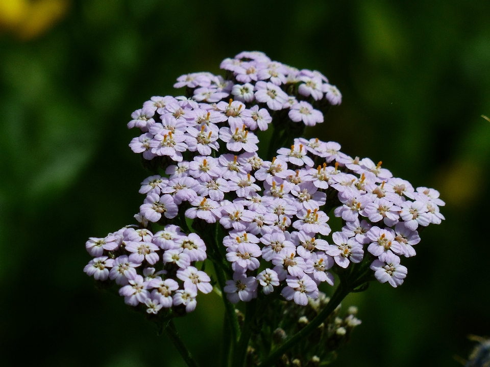 Blossom plant flower bloom