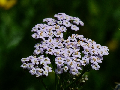 Blossom plant flower bloom Photo