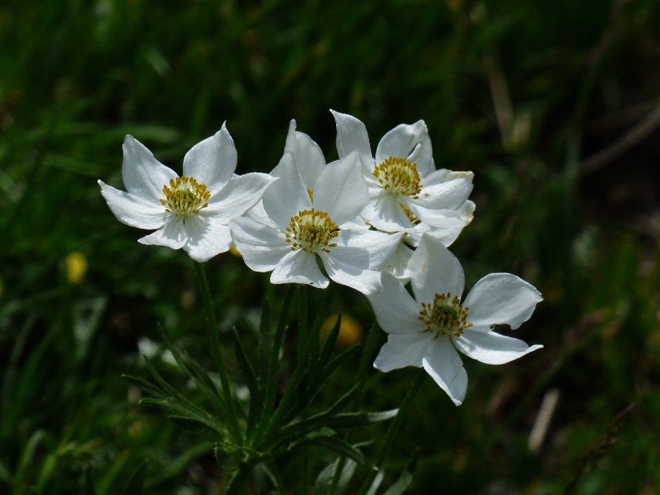 Nature fleurir usine blanc