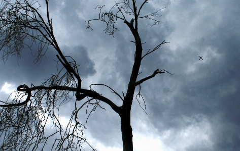 Foto Pohon alam cabang salju