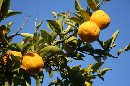 Tree branch plant fruit Photo