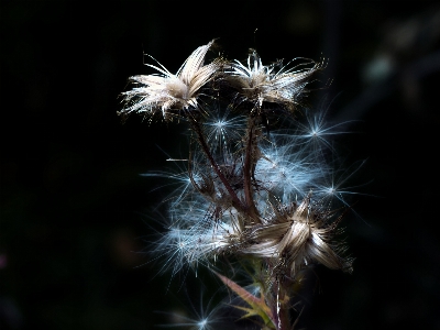 Zdjęcie Natura trawa zakład fotografia