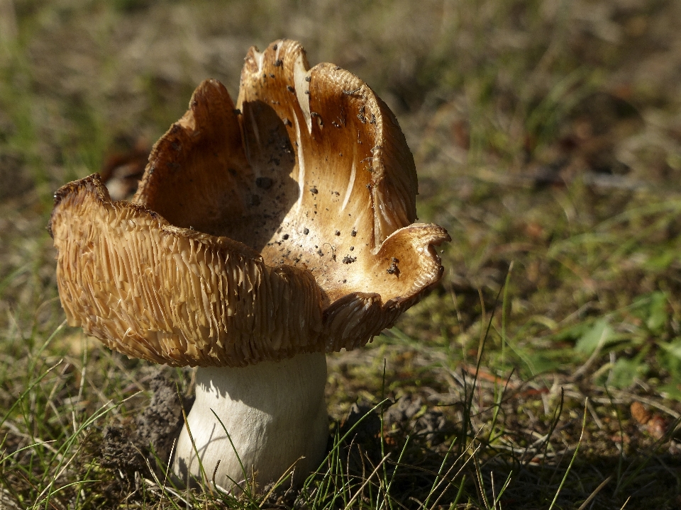 Natura foresta erba pianta