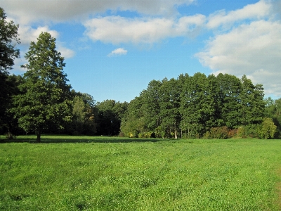 Landscape tree nature forest Photo