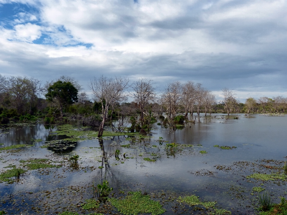 Landschaft baum wasser natur