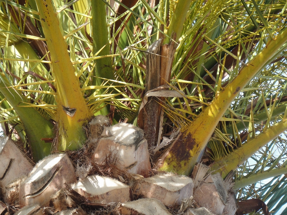 Pohon tanaman bunga danau