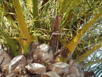 Tree plant flower lake Photo