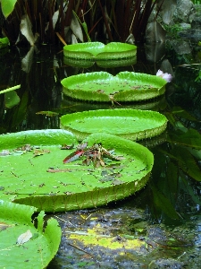 水 植物 芝生 葉 写真