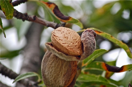 Tree nature branch plant Photo