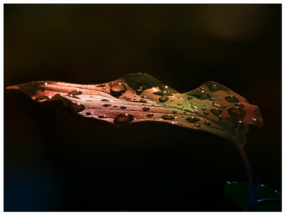 Natura foresta fotografia foglia