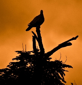 Silhouette bird wing sunrise Photo