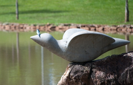 Water nature bird seabird Photo