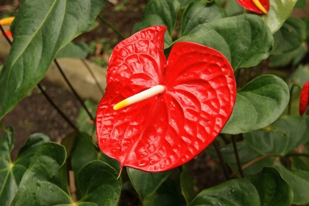 Foto Florescer plantar flor vermelho