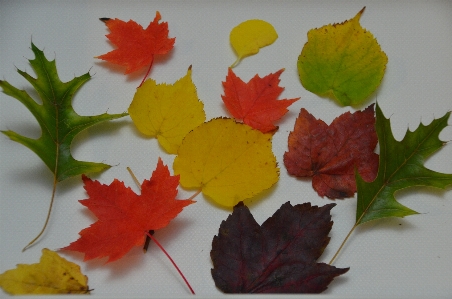 Tree plant leaf fall Photo