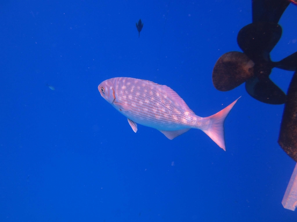 Mer animal faune sous-marin