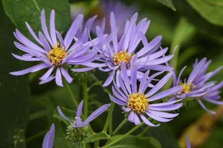 Nature plant meadow flower Photo