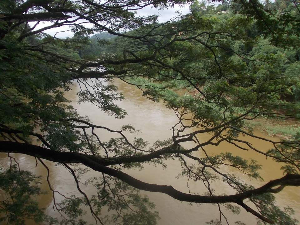 Paysage arbre eau nature