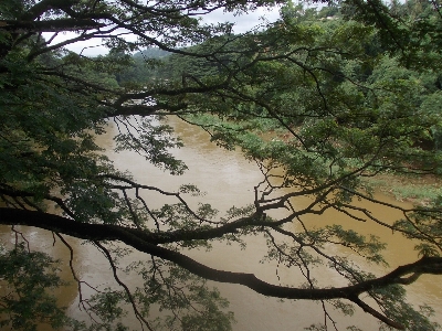 Landscape tree water nature Photo