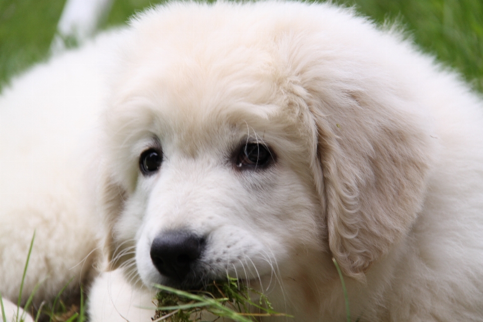 白 遊ぶ 子犬 犬