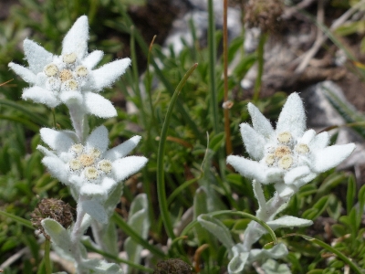 Plant white flower fluffy Photo