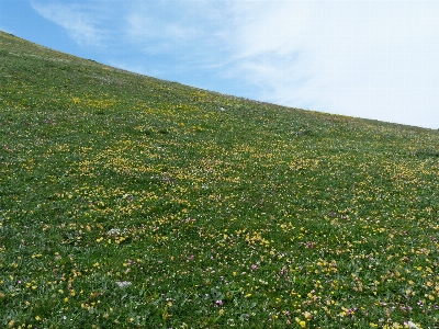 Grass horizon mountain plant Photo