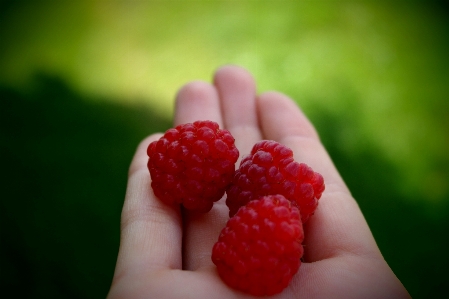 Hand plant raspberry fruit Photo