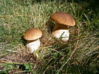 Nature forest grass autumn Photo